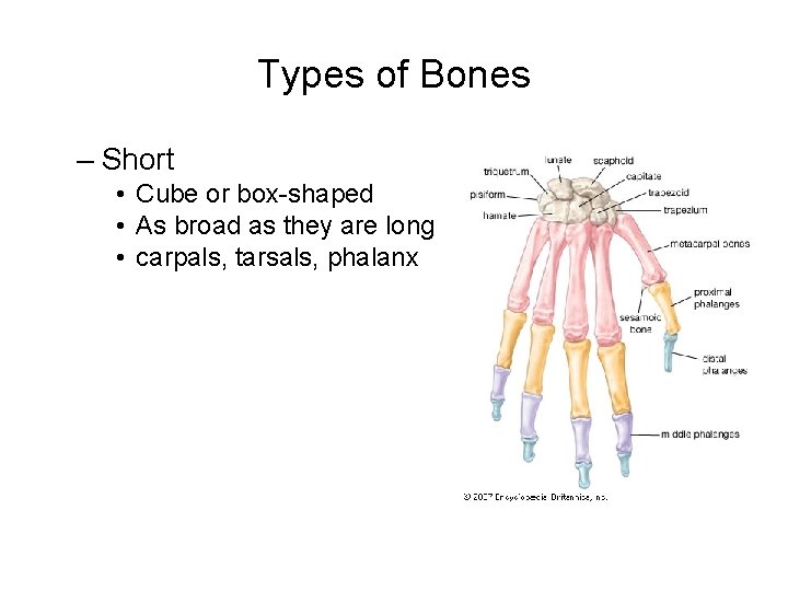 Types of Bones – Short • Cube or box-shaped • As broad as they