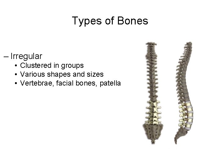 Types of Bones – Irregular • Clustered in groups • Various shapes and sizes