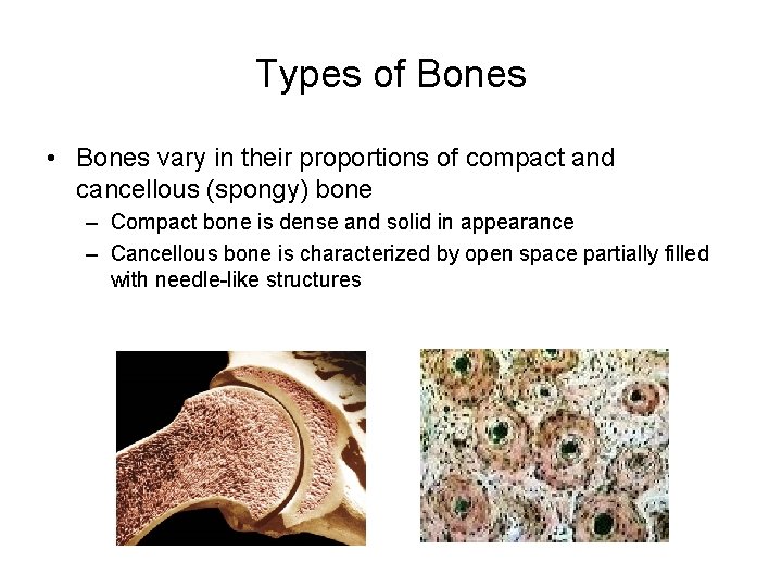 Types of Bones • Bones vary in their proportions of compact and cancellous (spongy)