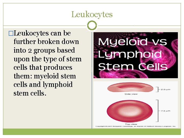 Leukocytes �Leukocytes can be further broken down into 2 groups based upon the type