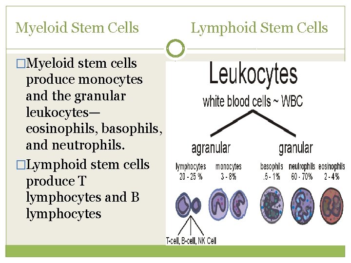 Myeloid Stem Cells �Myeloid stem cells produce monocytes and the granular leukocytes— eosinophils, basophils,