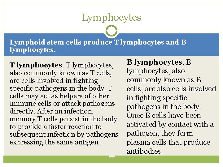 Lymphocytes Lymphoid stem cells produce T lymphocytes and B lymphocytes. T lymphocytes, also commonly