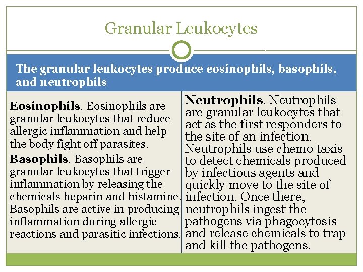 Granular Leukocytes The granular leukocytes produce eosinophils, basophils, and neutrophils Neutrophils Eosinophils are granular