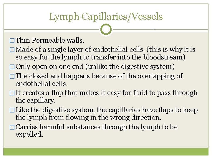Lymph Capillaries/Vessels � Thin Permeable walls. � Made of a single layer of endothelial