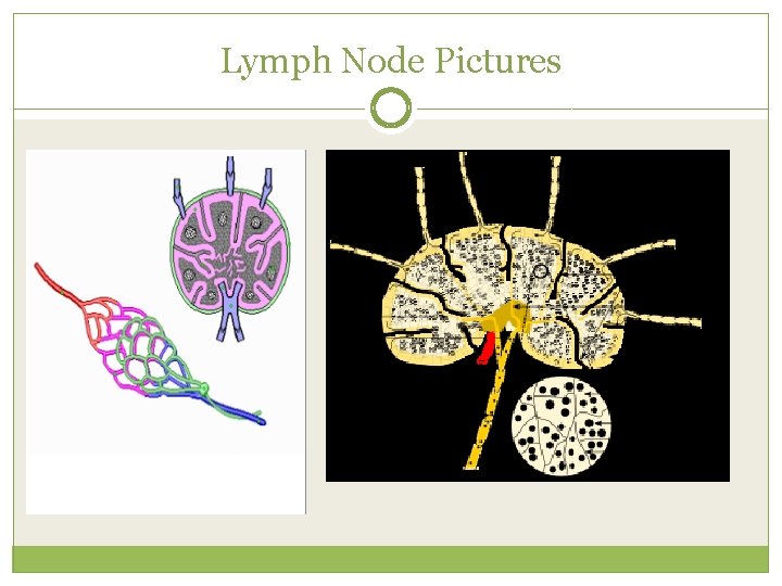 Lymph Node Pictures 