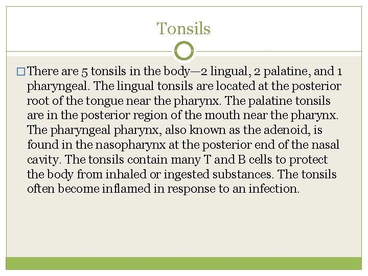 Tonsils � There are 5 tonsils in the body— 2 lingual, 2 palatine, and