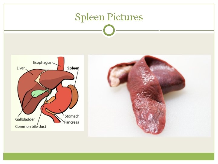 Spleen Pictures 