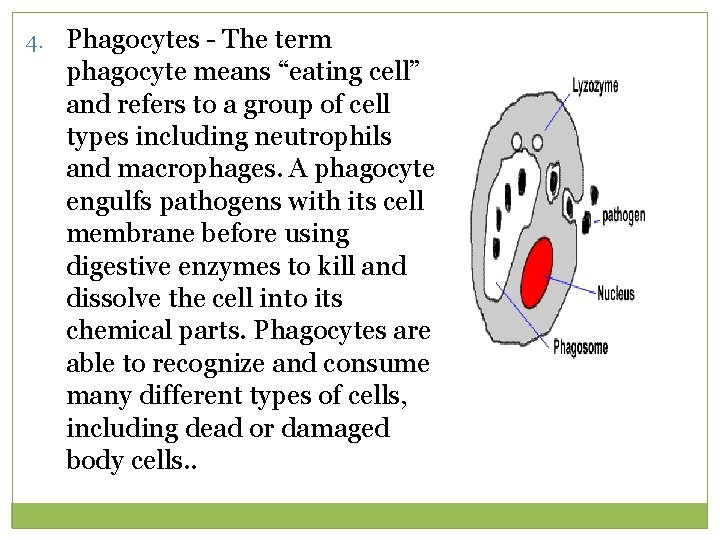 4. Phagocytes - The term phagocyte means “eating cell” and refers to a group