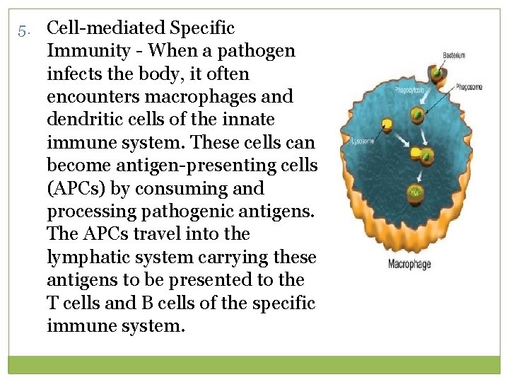 5. Cell-mediated Specific Immunity - When a pathogen infects the body, it often encounters