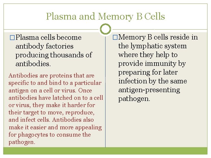 Plasma and Memory B Cells �Plasma cells become antibody factories producing thousands of antibodies.