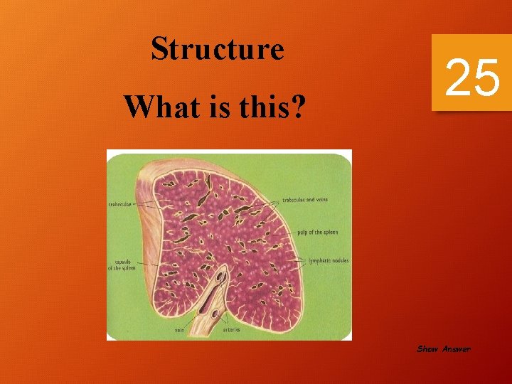 Structure What is this? 25 Show Answer 