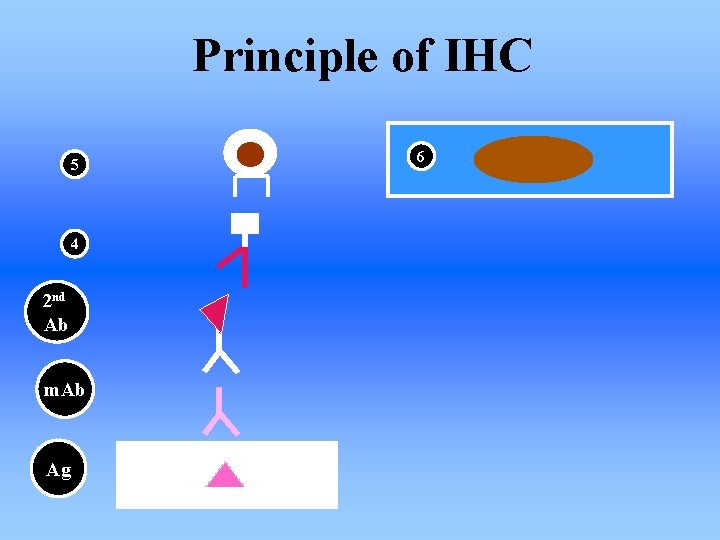 Principle of IHC 5 4 2 nd Ab m. Ab Ag 6 
