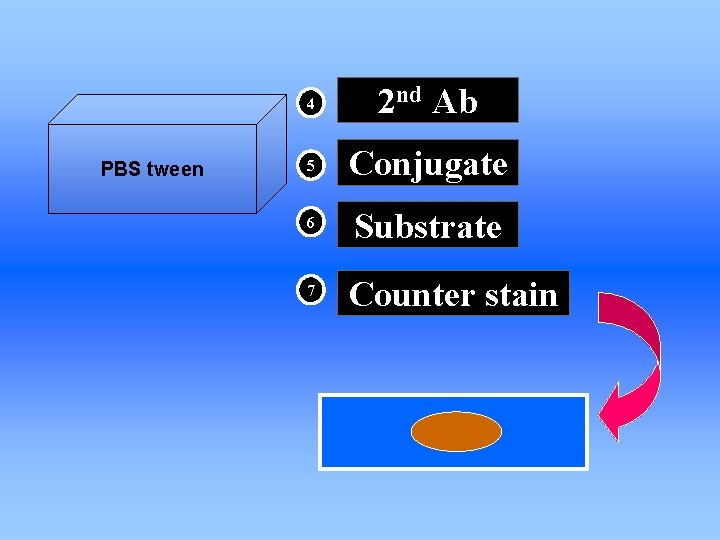 PBS tween 4 2 nd Ab 5 Conjugate 6 Substrate 7 Counter stain 