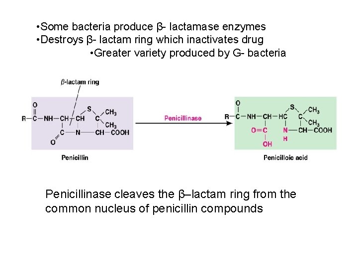  • Some bacteria produce β- lactamase enzymes • Destroys β- lactam ring which