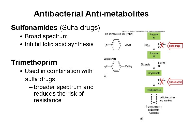 Antibacterial Anti-metabolites Sulfonamides (Sulfa drugs) • Broad spectrum • Inhibit folic acid synthesis Trimethoprim