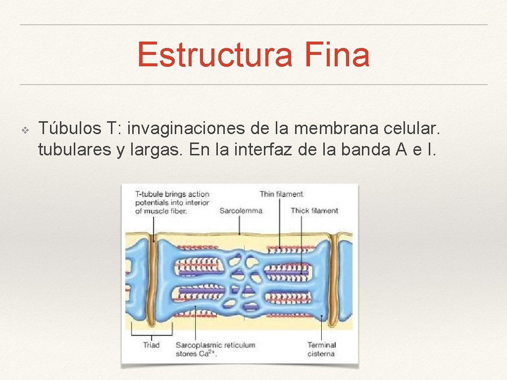 Estructura Fina ❖ Túbulos T: invaginaciones de la membrana celular. tubulares y largas. En