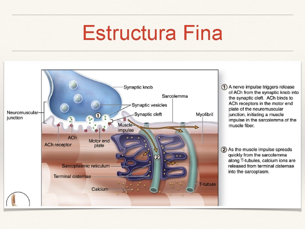 Estructura Fina 