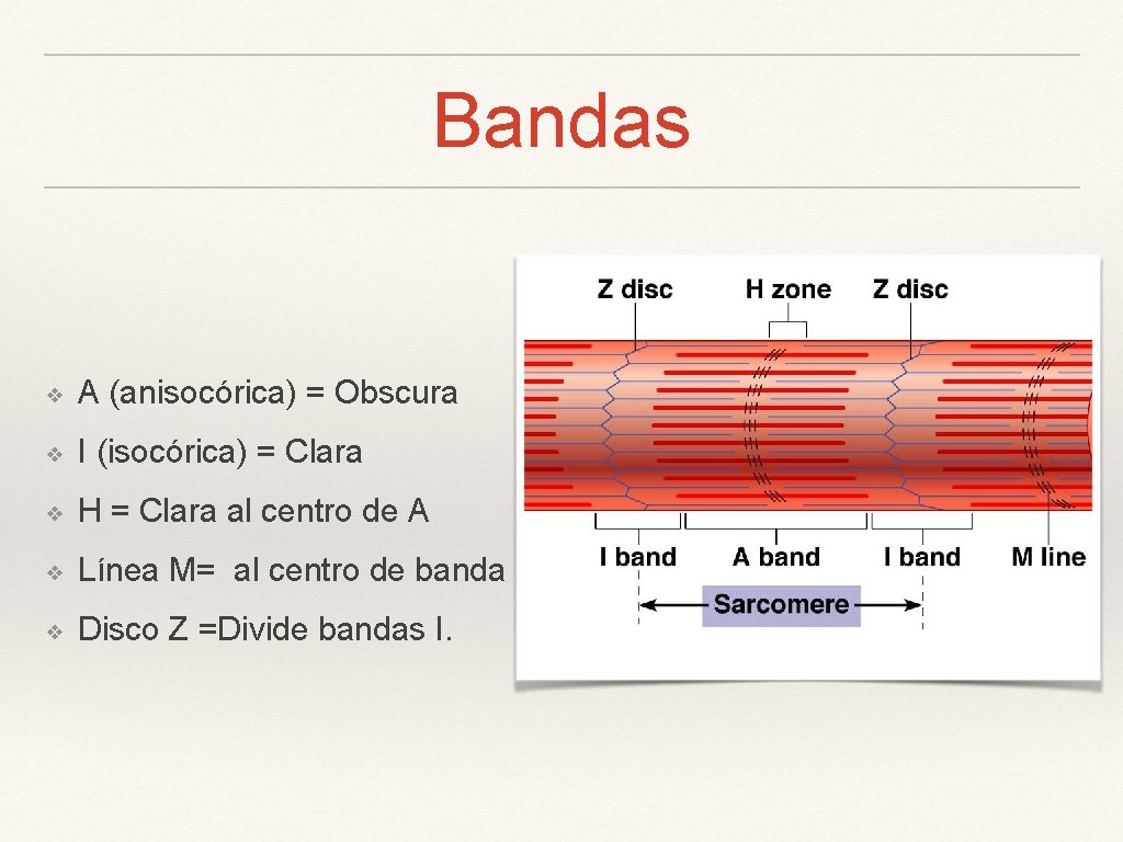 Bandas ❖ A (anisocórica) = Obscura ❖ I (isocórica) = Clara ❖ H =