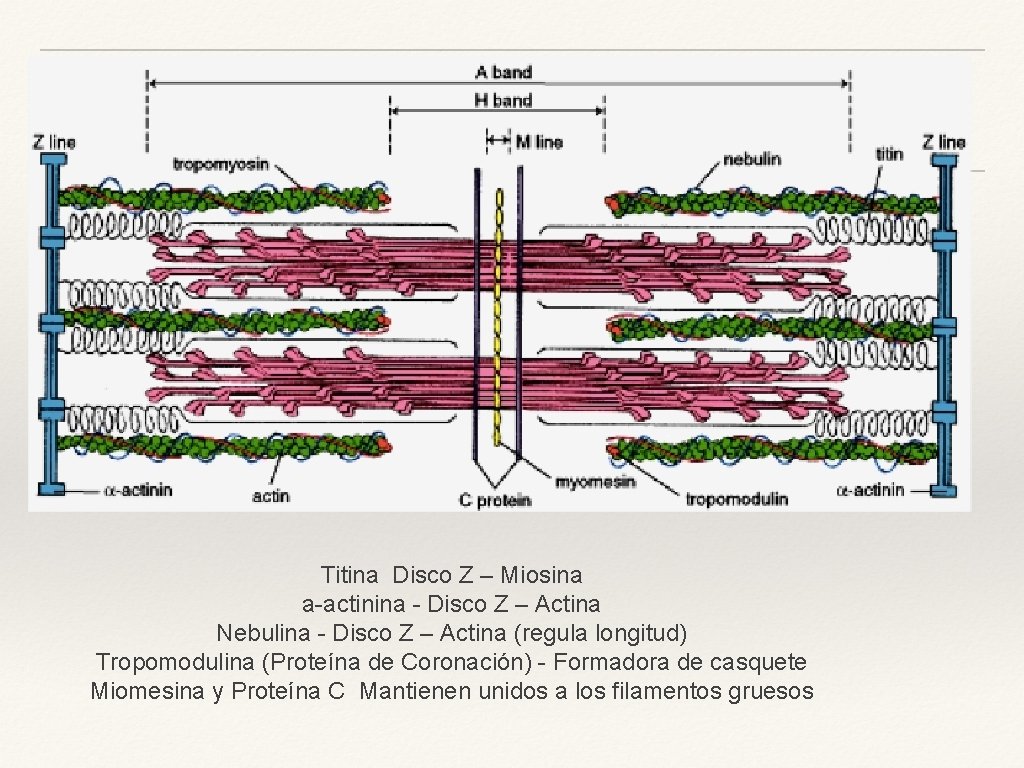 Titina Disco Z – Miosina a-actinina - Disco Z – Actina Nebulina - Disco