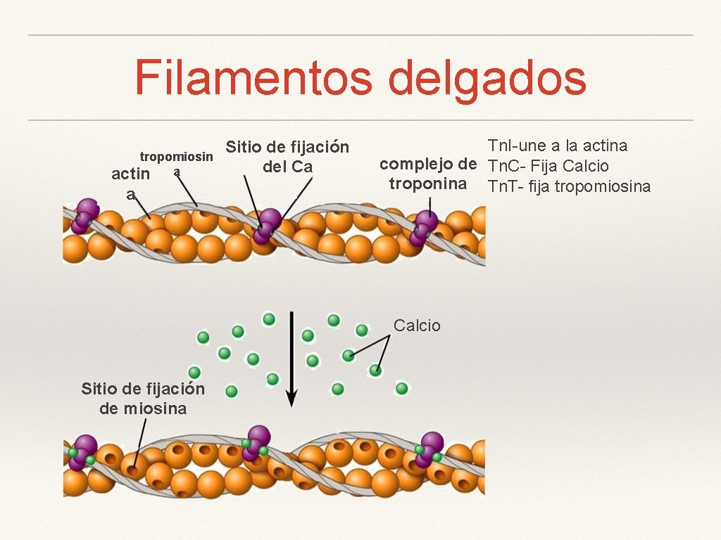 Filamentos delgados tropomiosin actin a a Sitio de fijación del Ca Tn. I-une a