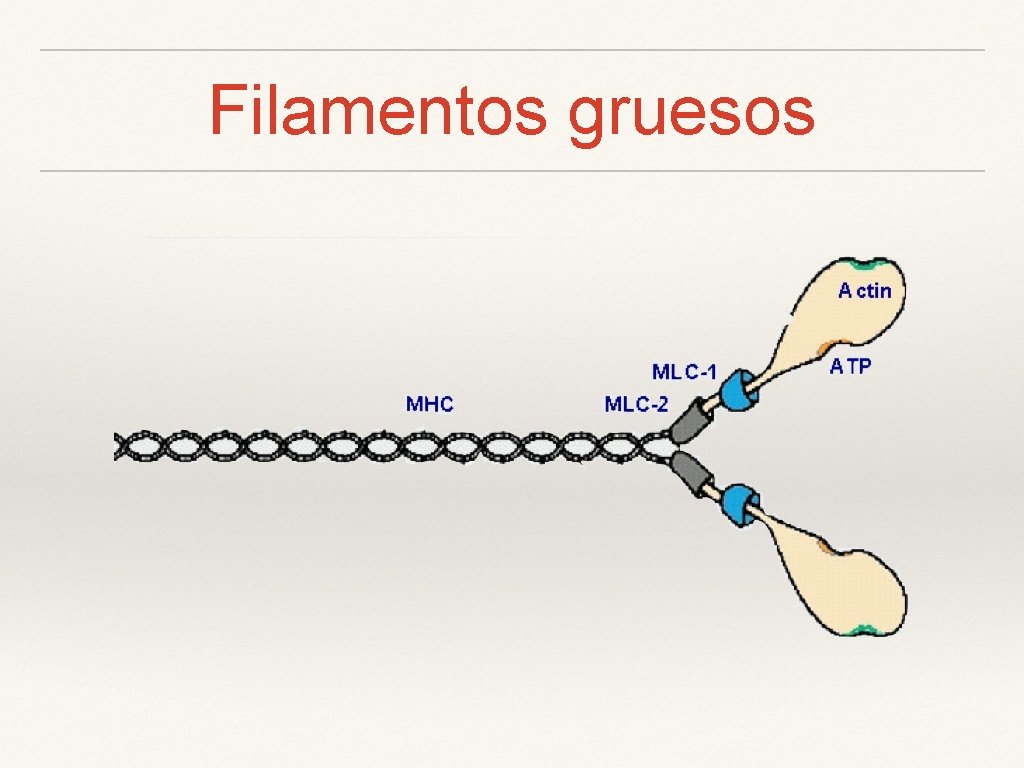 Filamentos gruesos 