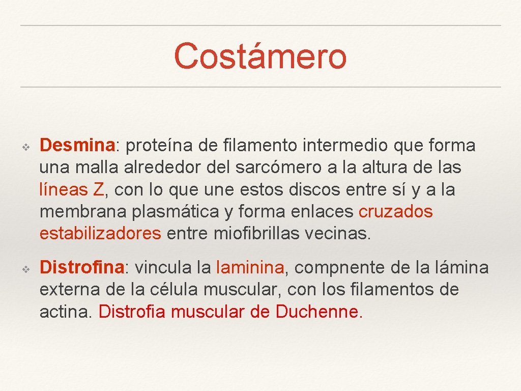 Costámero ❖ ❖ Desmina: proteína de filamento intermedio que forma una malla alrededor del