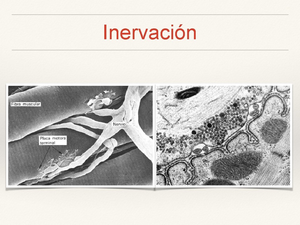 Inervación 