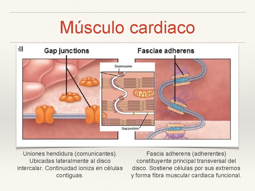 Músculo cardiaco Uniones hendidura (comunicantes). Ubicadas lateralmente al disco intercalar. Continuidad ioniza en células