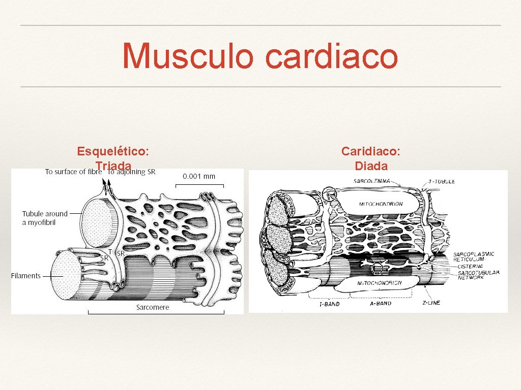 Musculo cardiaco Esquelético: Triada Caridiaco: Diada 