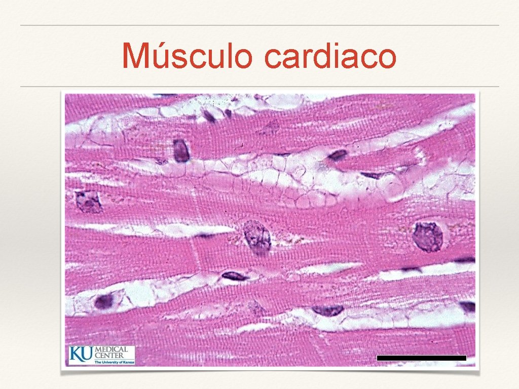 Músculo cardiaco 
