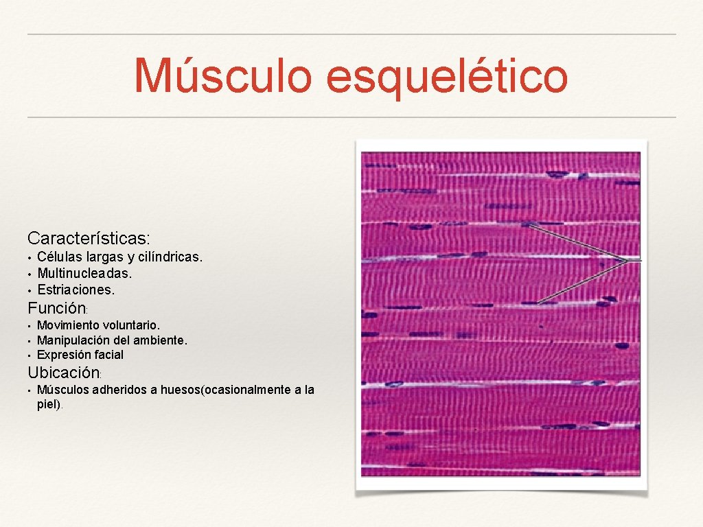 Músculo esquelético Características: • • • Células largas y cilíndricas. Multinucleadas. Estriaciones. Función: •