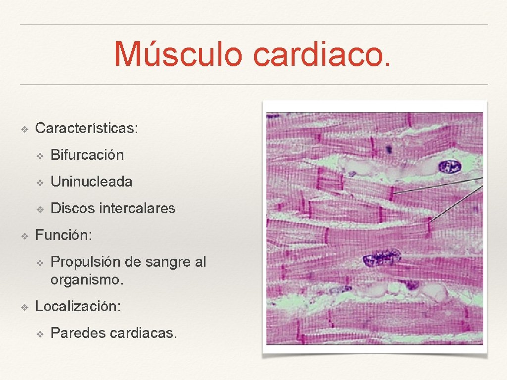 Músculo cardiaco. ❖ ❖ Características: ❖ Bifurcación ❖ Uninucleada ❖ Discos intercalares Función: ❖