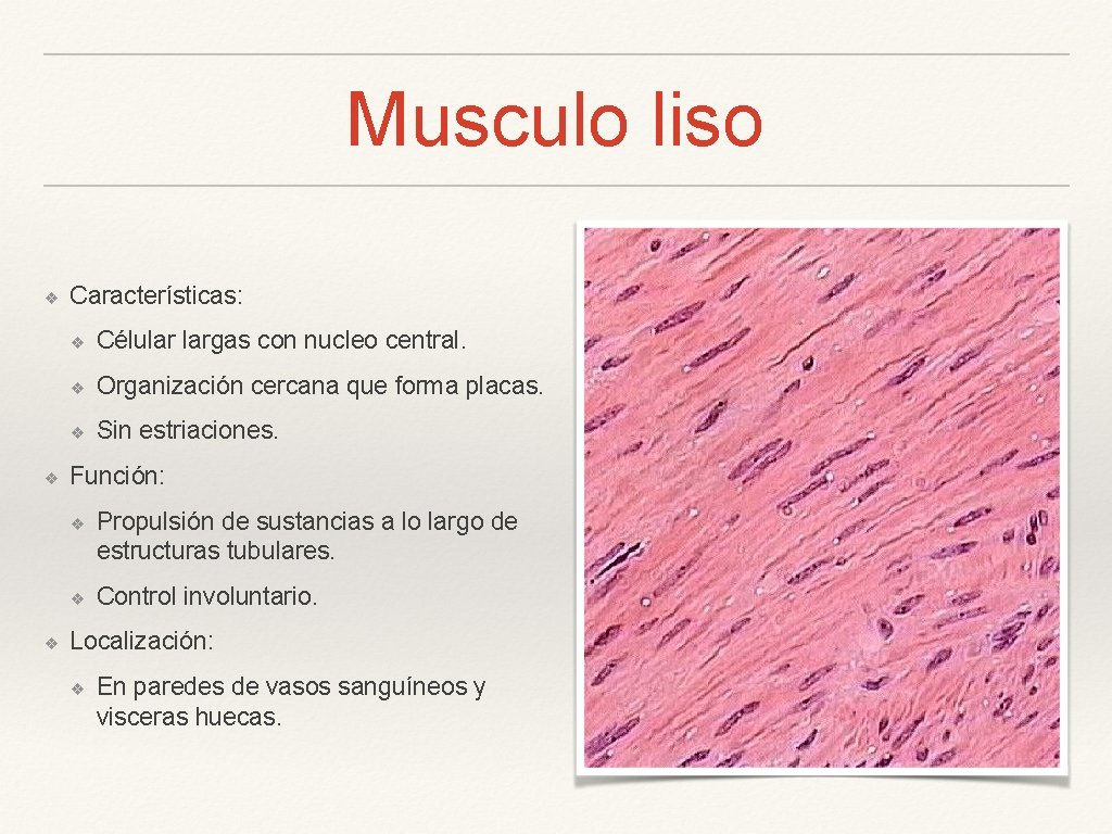 Musculo liso ❖ ❖ ❖ Características: ❖ Célular largas con nucleo central. ❖ Organización
