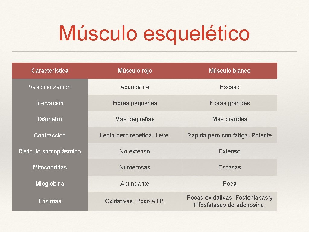 Músculo esquelético Característica Músculo rojo Músculo blanco Vascularización Abundante Escaso Inervación Fibras pequeñas Fibras