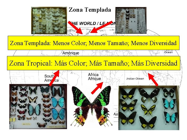 Zona Templada: Menos Color; Menos Tamaño; Menos Diversidad Zona Tropical: Más Color; Más Tamaño;