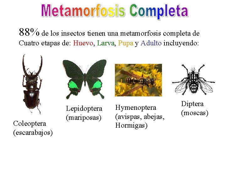 88% de los insectos tienen una metamorfosis completa de Cuatro etapas de: Huevo, Larva,