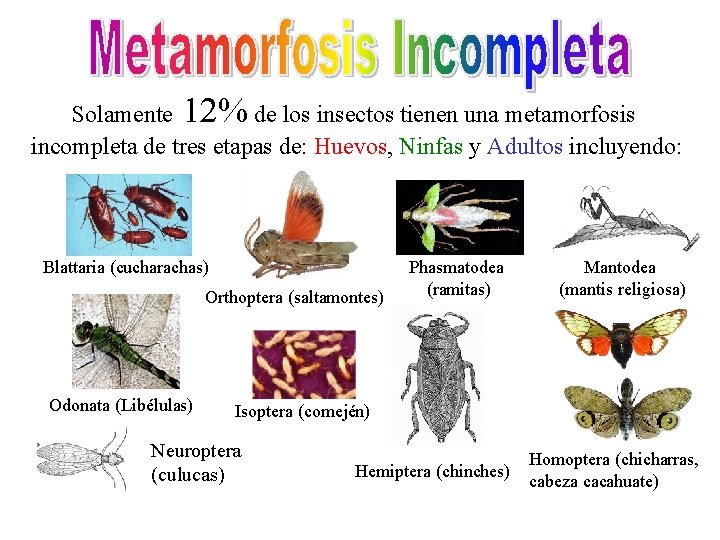 Solamente 12% de los insectos tienen una metamorfosis incompleta de tres etapas de: Huevos,