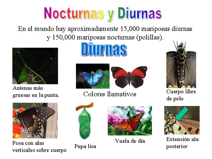 En el mundo hay aproximadamente 15, 000 mariposas diurnas y 150, 000 mariposas nocturnas