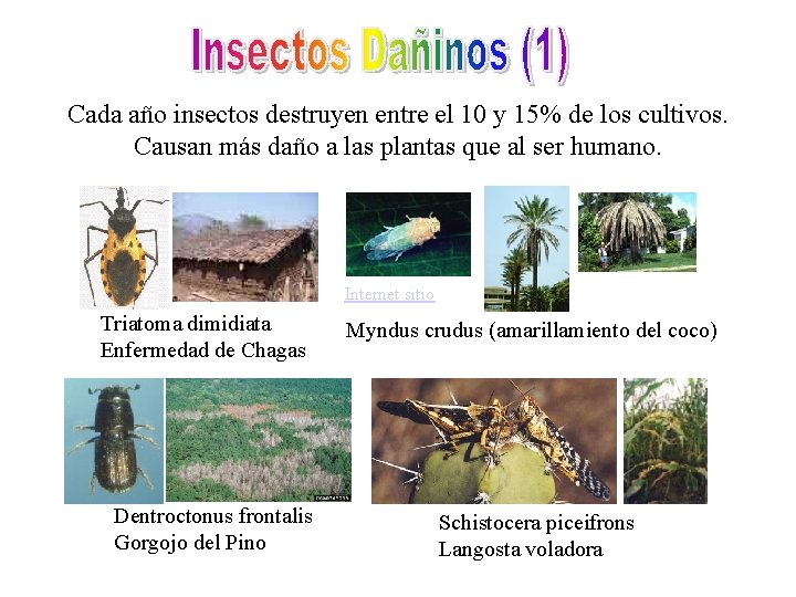 Cada año insectos destruyen entre el 10 y 15% de los cultivos. Causan más