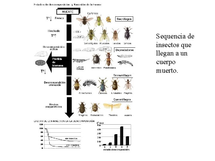 Sequencia de insectos que llegan a un cuerpo muerto. 
