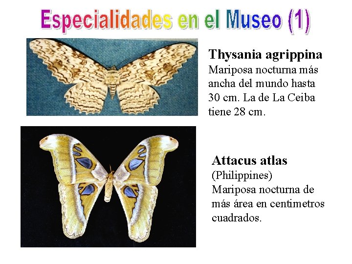 Thysania agrippina Mariposa nocturna más ancha del mundo hasta 30 cm. La de La