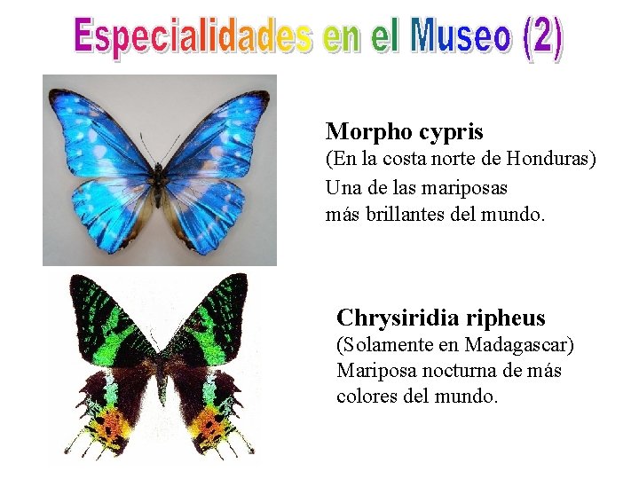 Morpho cypris (En la costa norte de Honduras) Una de las mariposas más brillantes