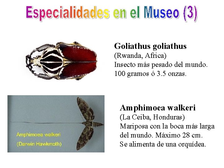 Goliathus goliathus (Rwanda, Africa) Insecto más pesado del mundo. 100 gramos ó 3. 5