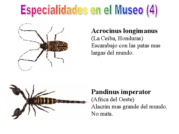 Acrocinus longimanus (La Ceiba, Honduras) Escarabajo con las patas mas largas del mundo. Pandinus