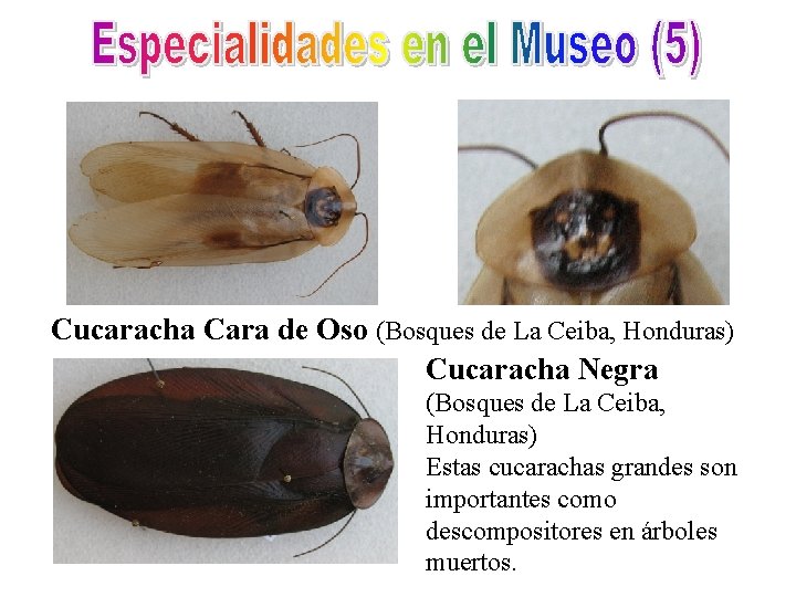 Cucaracha Cara de Oso (Bosques de La Ceiba, Honduras) Cucaracha Negra (Bosques de La