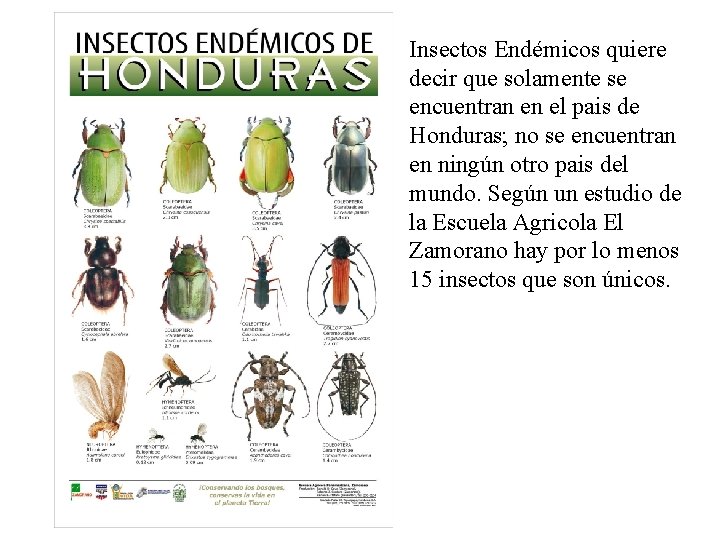 Insectos Endémicos quiere decir que solamente se encuentran en el pais de Honduras; no