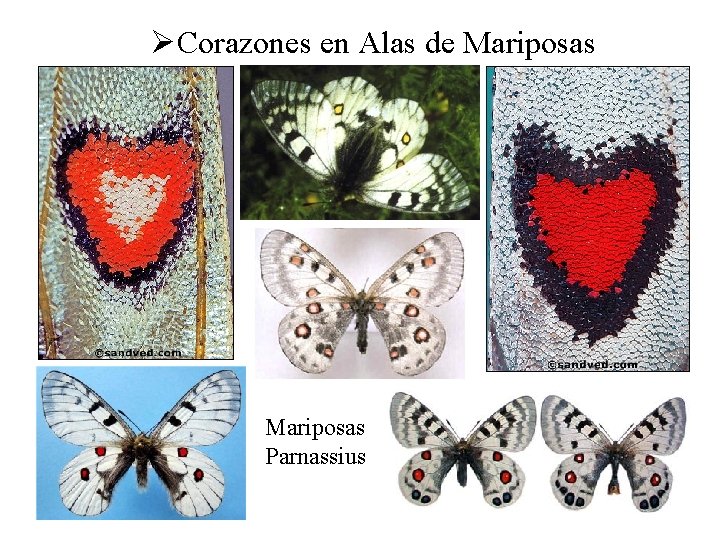 ØCorazones en Alas de Mariposas Parnassius 