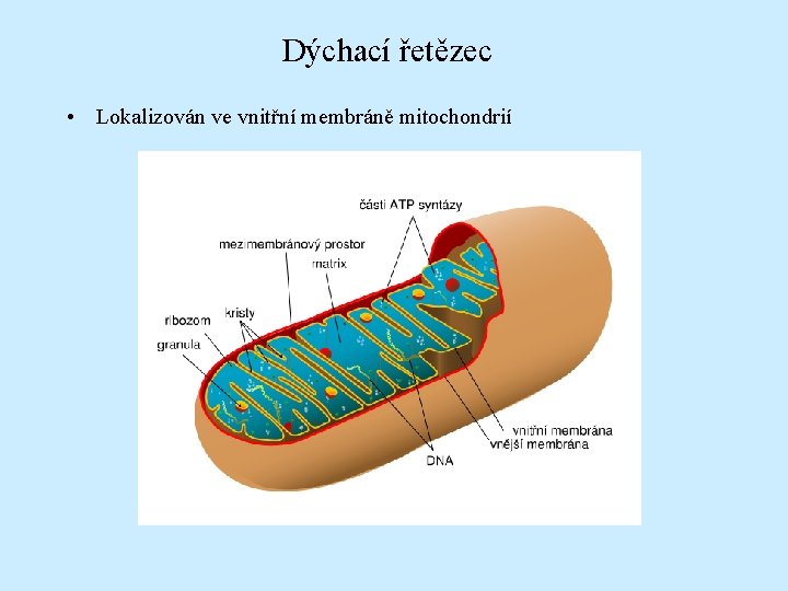 Dýchací řetězec • Lokalizován ve vnitřní membráně mitochondrií 
