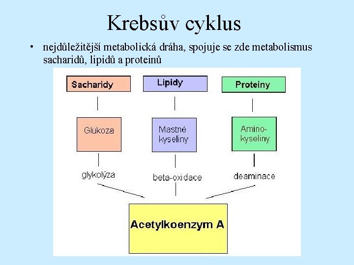 Krebsův cyklus • nejdůležitější metabolická dráha, spojuje se zde metabolismus sacharidů, lipidů a proteinů