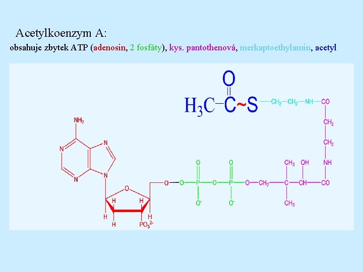  Acetylkoenzym A: obsahuje zbytek ATP (adenosin, 2 fosfáty), kys. pantothenová, merkaptoethylamin, acetyl 